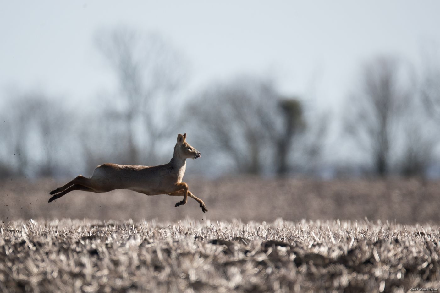 Chinese Water Deer en mouvement dans une culture anglaise