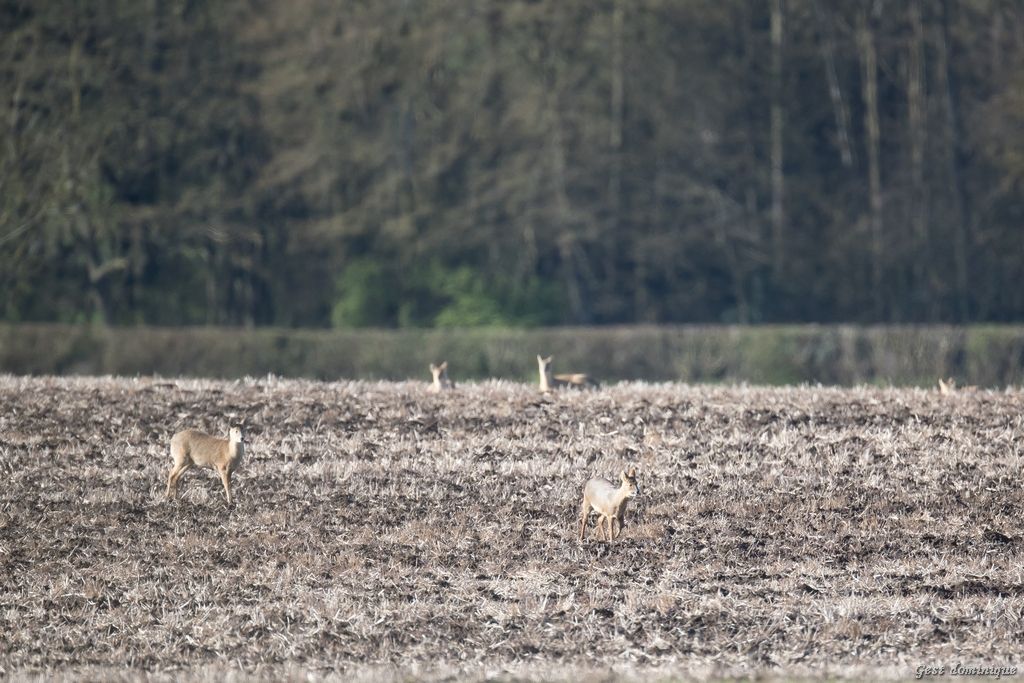 Territoire de chasse du muntjac et de l’hydropote en Angleterre