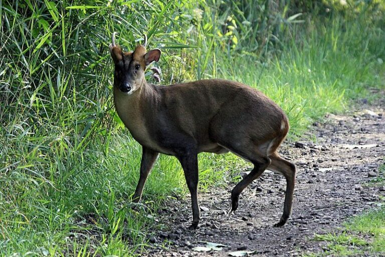 Muntjac observé sur un territoire anglais