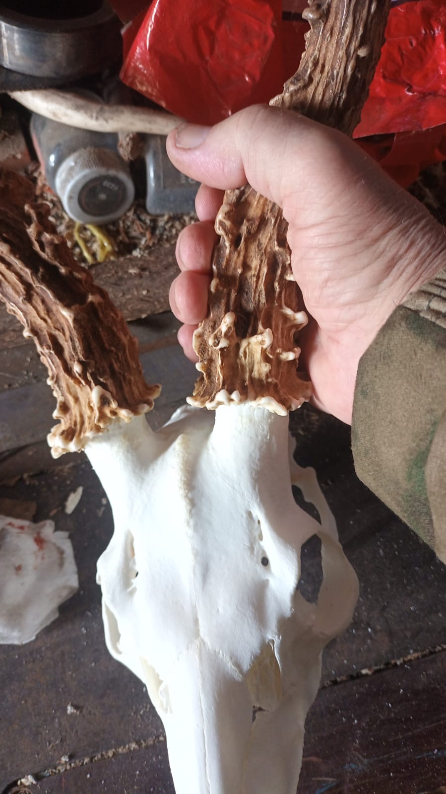 Mesure d’un trophée de chevreuil de Sibérie