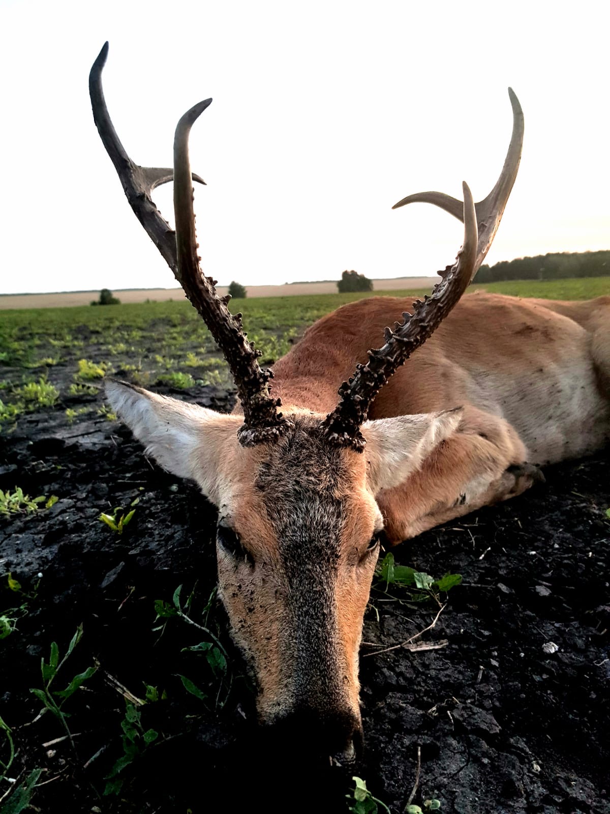 Trophée de chevreuil de Sibérie devant la steppe