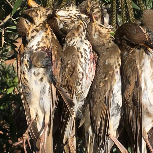 Chasse à la Grive - Secteur Tolède