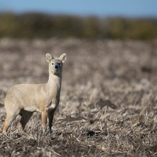 Muntjac et Chinese Water Deer (Hydropote) en Angleterre