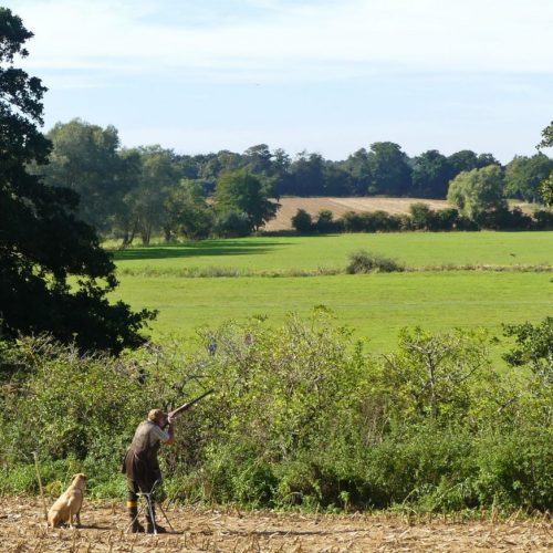 Grandes battues "à l'Anglaise"