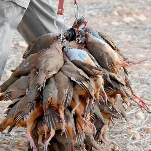 Perdreaux, lapins et grives CASTILLA DE LA MANCHA