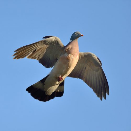 Chasse au pigeon ramier en Angleterre