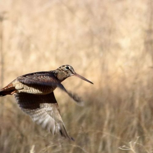 Bécasse en plein vol en Ecosse