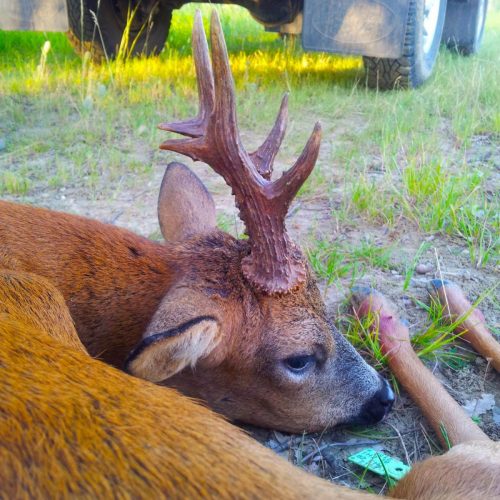 Tir d'été du brocard dans le Sud Ouest