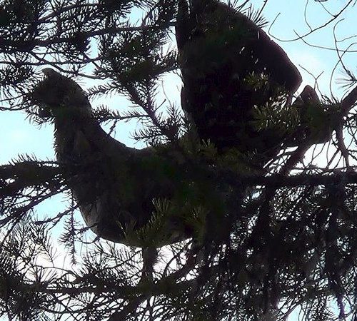 Chasse du Grand Tétras au Chant