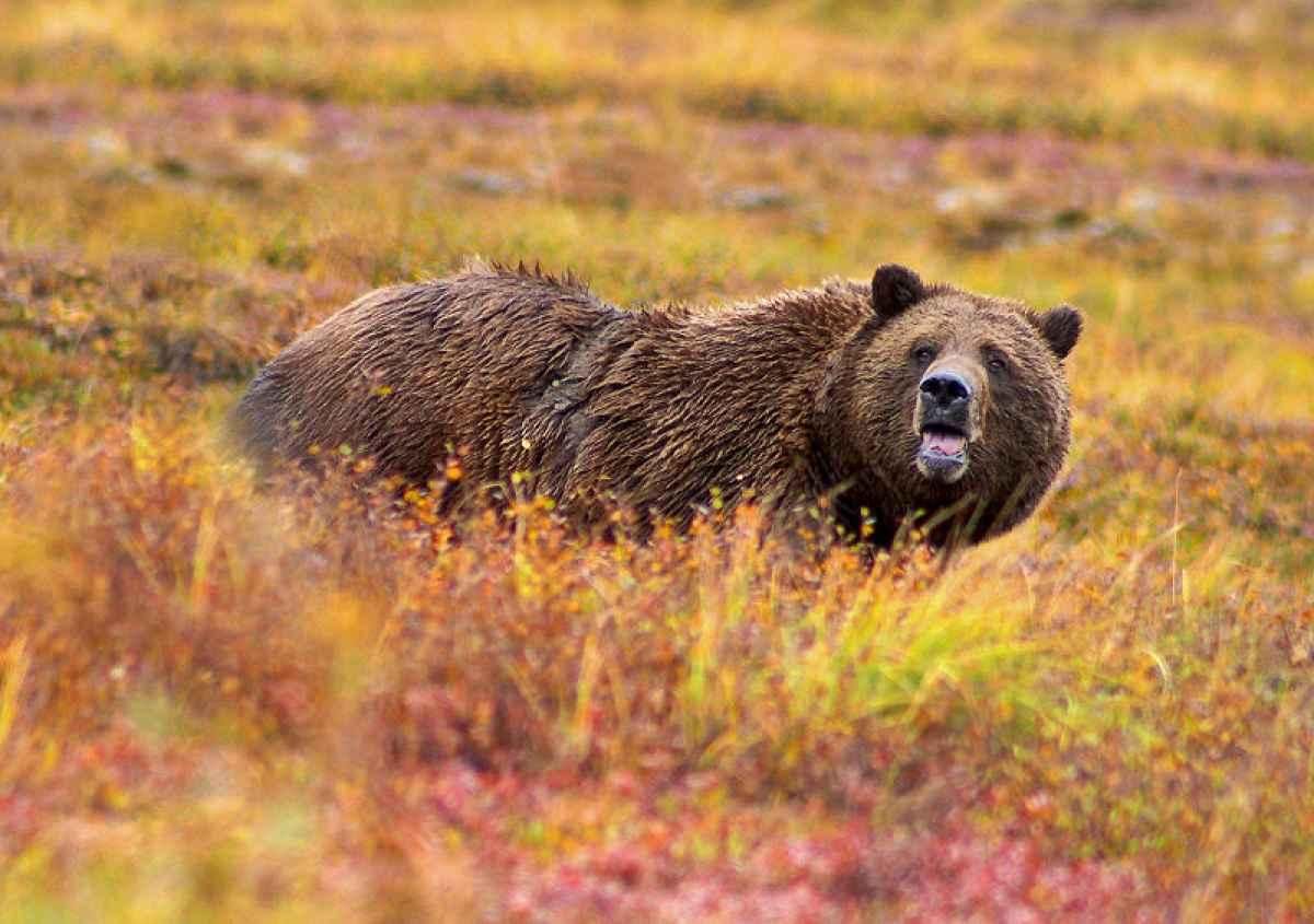 Ours brun au Kamtchatka