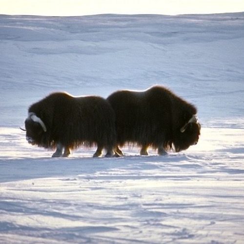 Expédition Ours Polaire - Boeuf Musqué - Morse