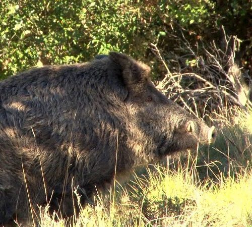 Battues de Sangliers au Maroc