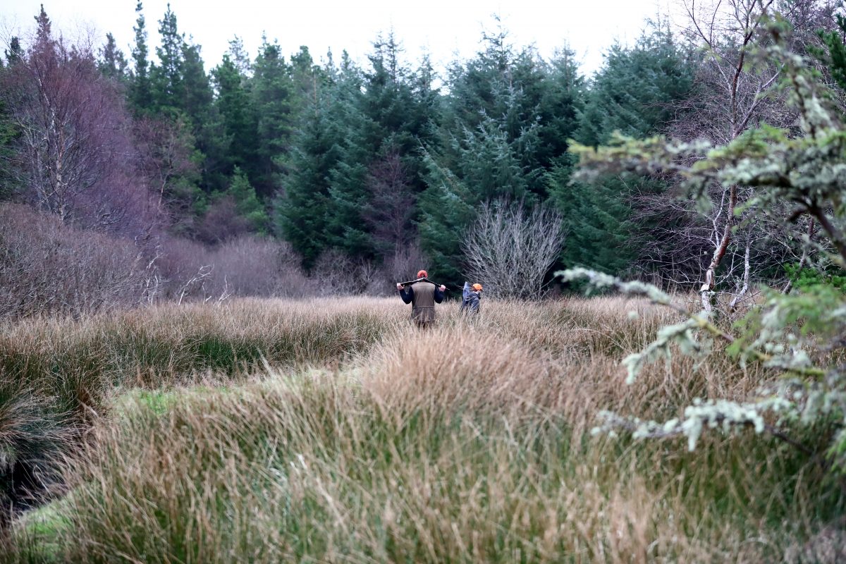 Bécasses et Bécassines en Irlande – Image 6