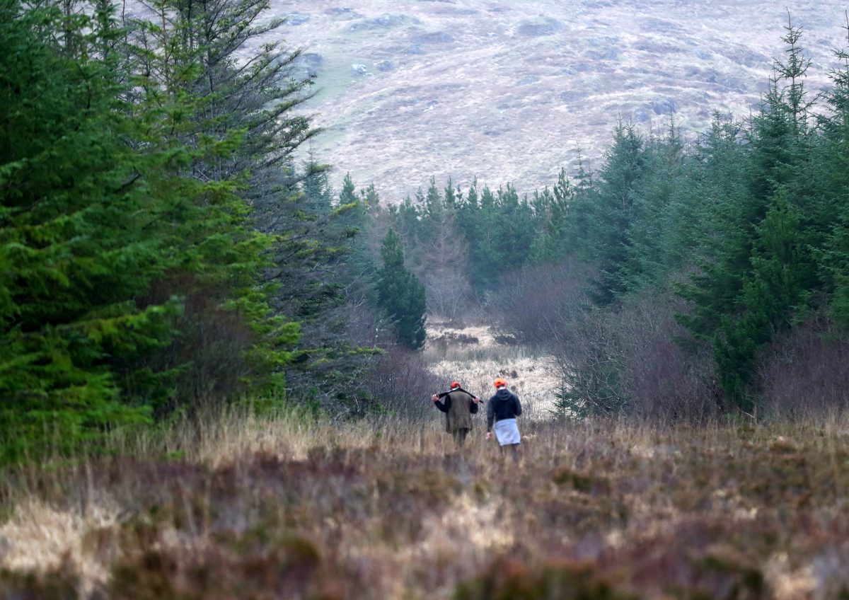 Bécasses et Bécassines en Irlande – Image 7