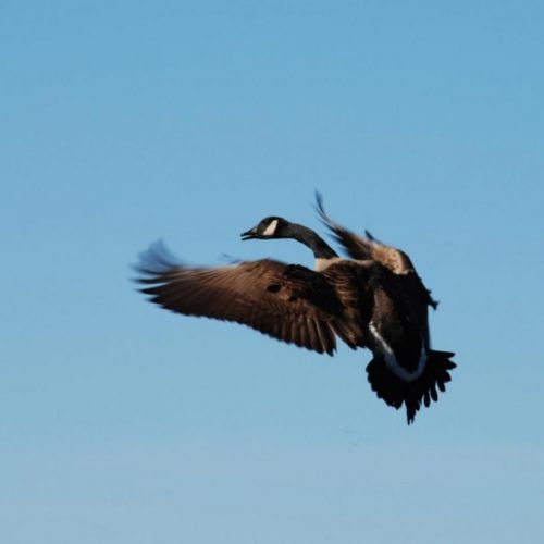 Petit gibier dans le Sud de la Suède