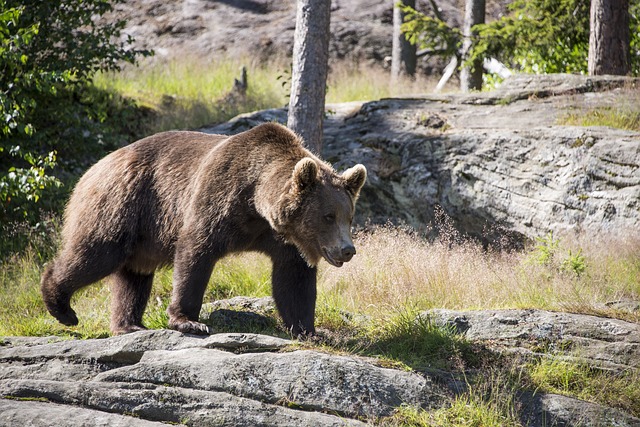 Ours brun au Kamtchatka – Image 3