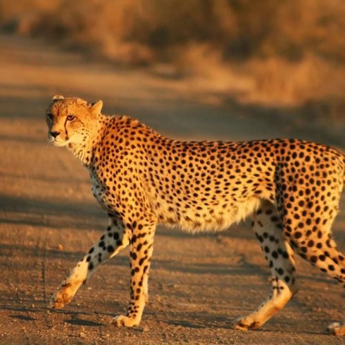 Safari Guépard -Namibie