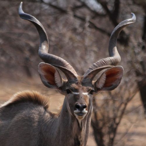 Safari - package 4 animaux - Namibie