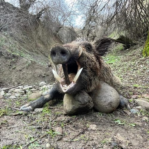 Sangliers Trophées au Tadjikistan