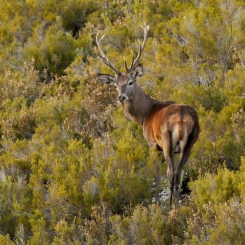 Monteria "prestige" les 29 - 20 Novembre 2025