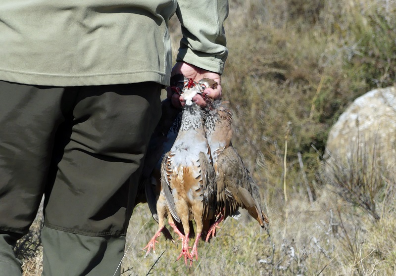 Voyage de chasse en Expagne