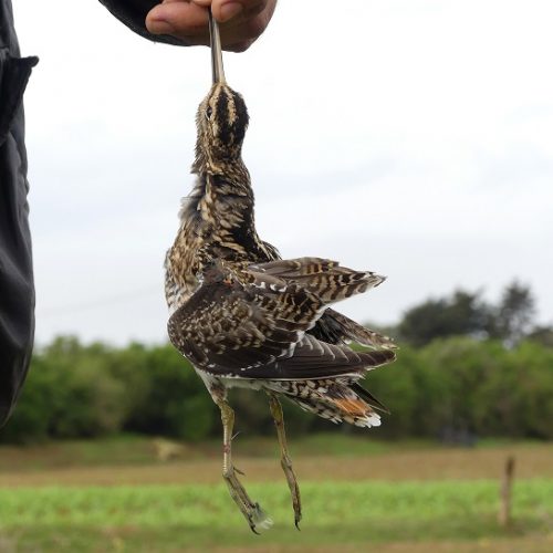 Chasse du petit gibier au Maroc