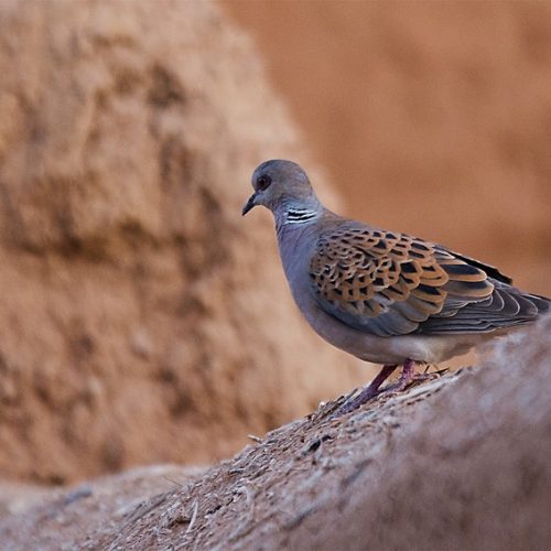 Tourterelles au Maroc
