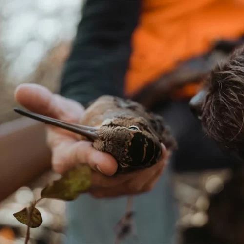 Séjour bécasses, Gelinottes et gibier d'eau au Québec