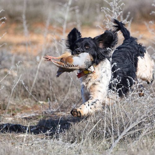 Chasse Perdreaux et Lapins en Espagne - Secteur Saragosse