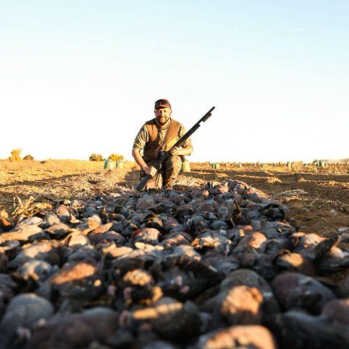 Séjour Oies Canards Pigeons en Afrique du Sud
