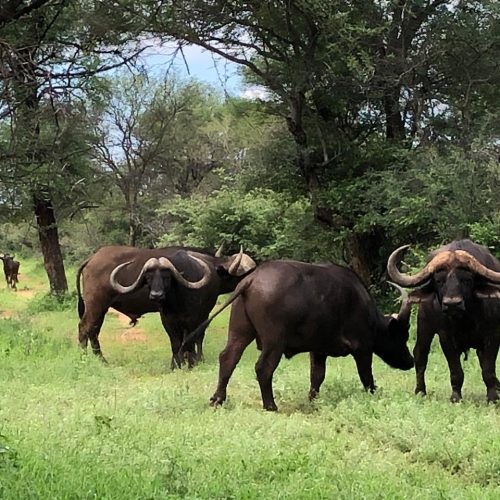 Safari Buffle Caffer