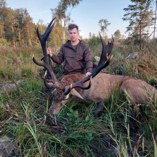 Chasse du cerf au Brame