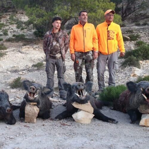 Chasse au sanglier en Tunisie, battue traditionnelle