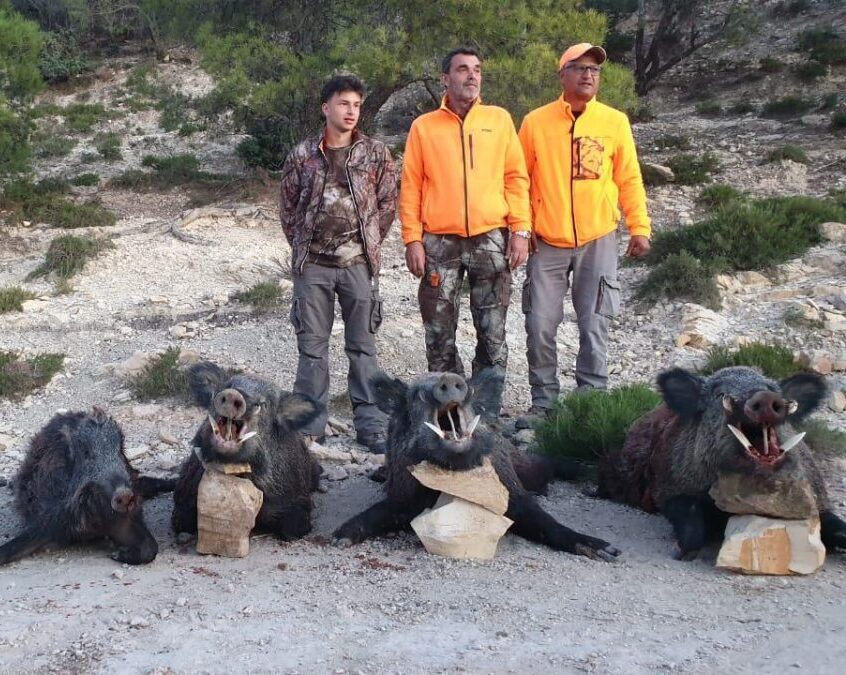 Chasse au sanglier en Tunisie, battue traditionnelle