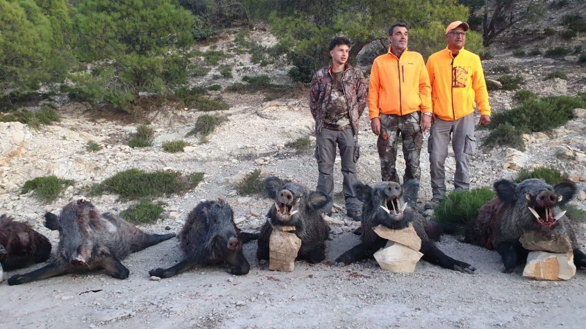 Chasse au sanglier en Tunisie, battue traditionnelle – Image 9