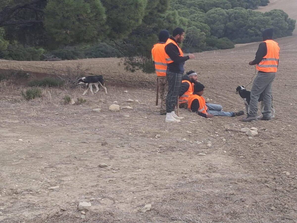 Chasse au sanglier en Tunisie, battue traditionnelle – Image 10