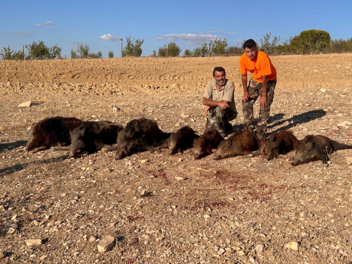Chasse au sanglier en Tunisie, battue traditionnelle – Image 8