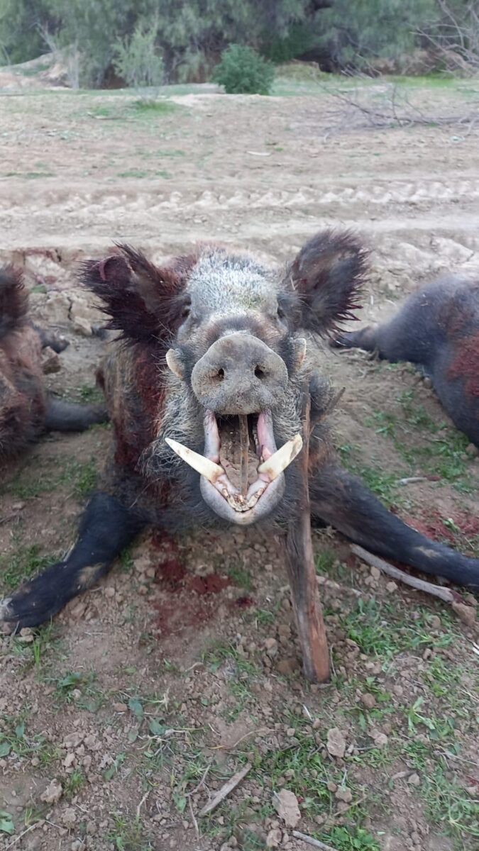Chasse au sanglier en Tunisie, battue traditionnelle – Image 6