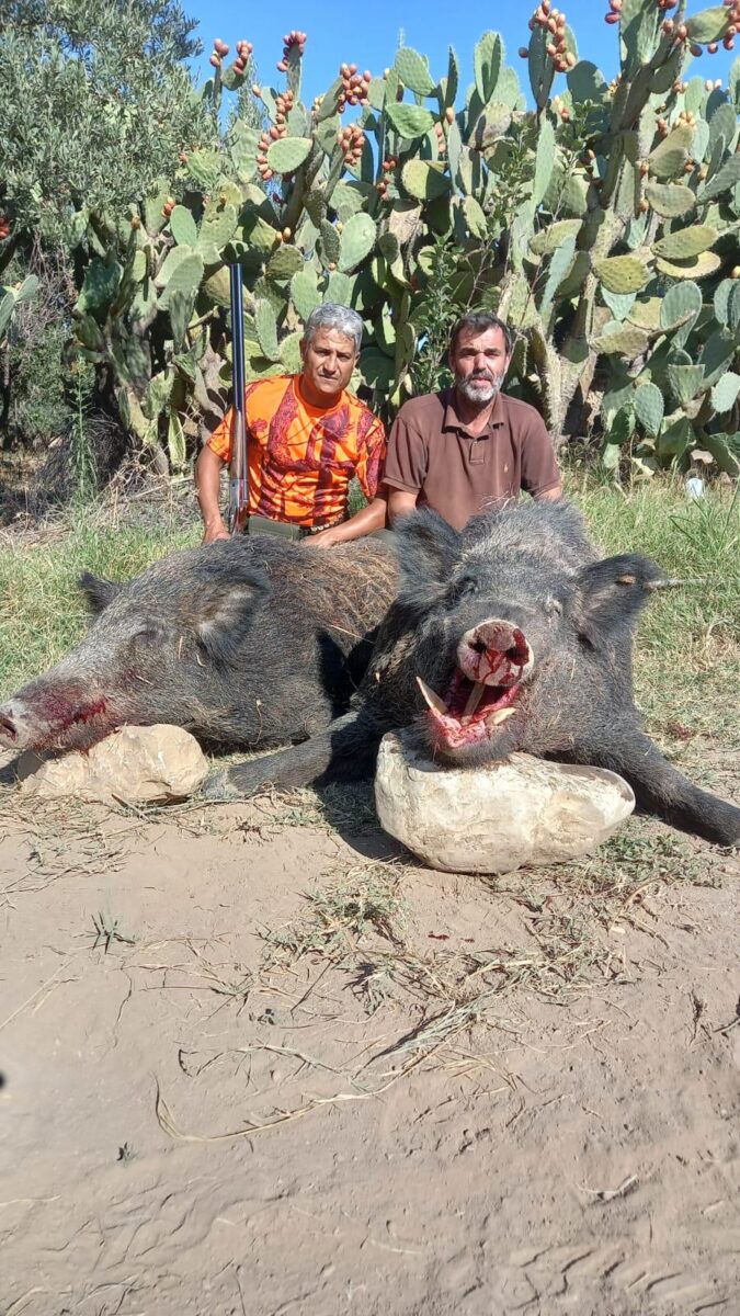 Chasse au sanglier en Tunisie, battue traditionnelle – Image 2