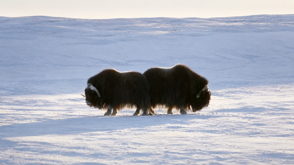 Chasse au bœuf musqué au Nunavut
