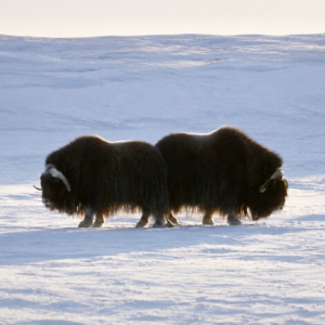 Chasse au bœuf musqué au Nunavut, Canada