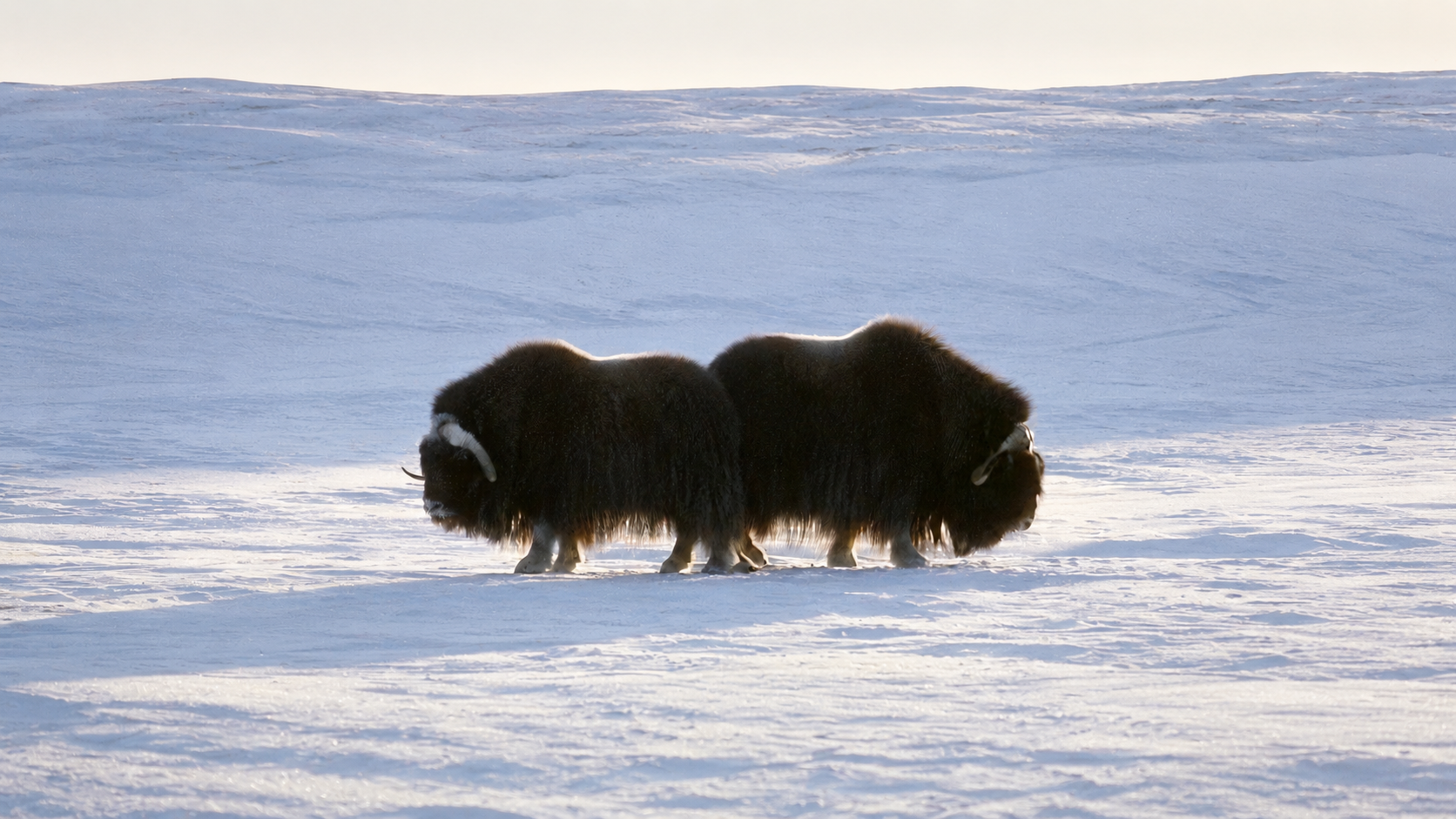 Chasse au bœuf musqué au Nunavut, Canada