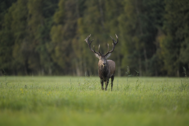 Chasse cerf Estonie