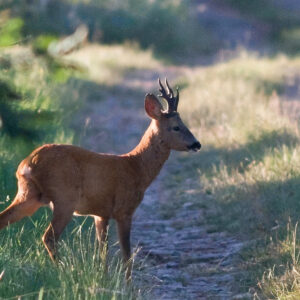 Roe Deer Stalking in the South of France