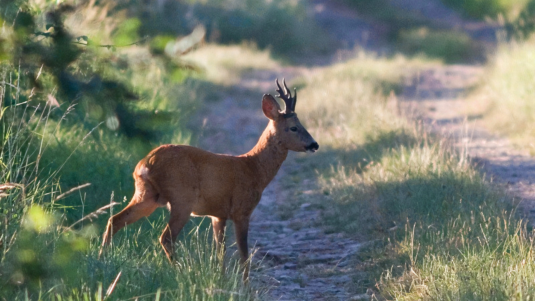 Roe Deer Stalking in the South of France
