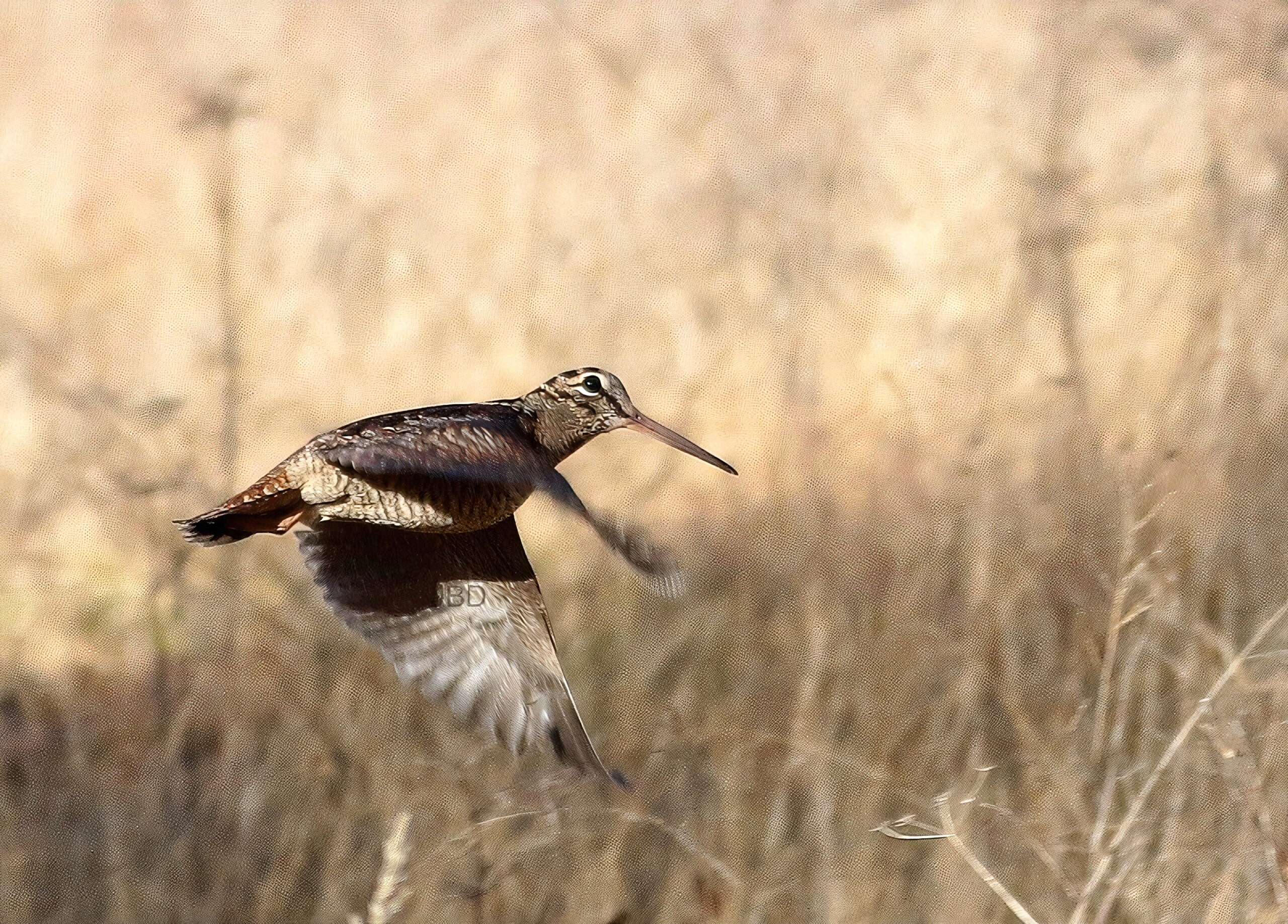 Chasse à la bécasse et à la bécassine en Écosse, île des Hébrides
