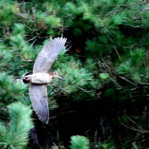 Chasse à la bécasse en Irlande, au setter anglais