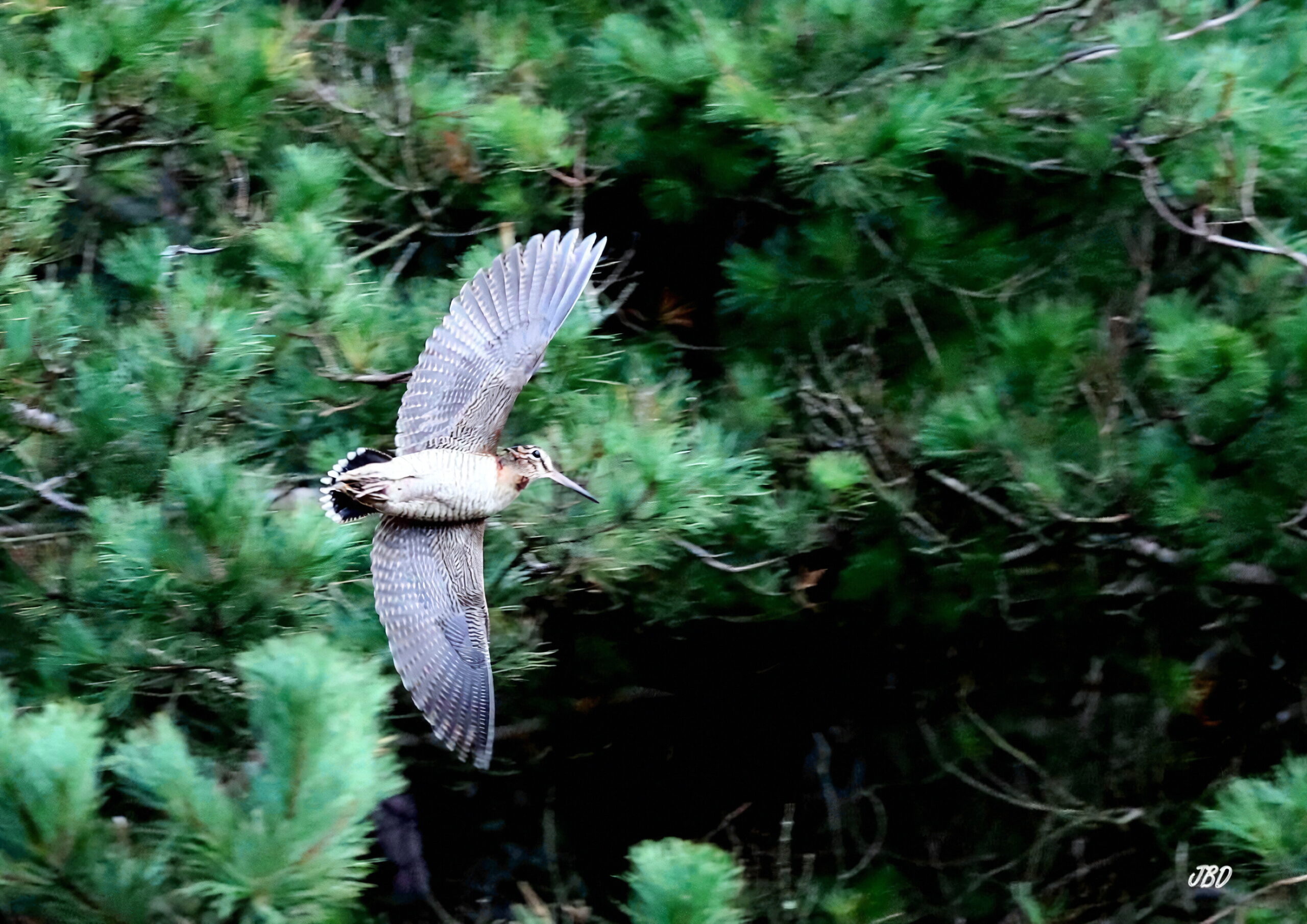 Chasse à la bécasse en Irlande, au setter anglais