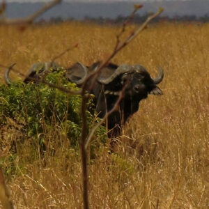 Safari Buffle Caffer