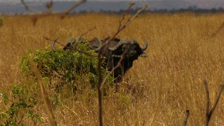 buffles-zimbabwe-16x9-sous-2MP